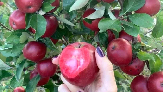 Pomi Fructiferi - Mar - Baya Marisa - Anul 2 - 1 buc