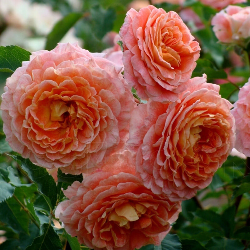 Trandafiri Butasi - Teahibrizi - Jeff L'Artiste - 1 buc