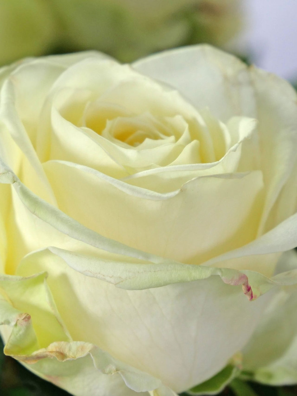 Trandafiri Butasi Teahibrizi - Avalanche - 1 buc