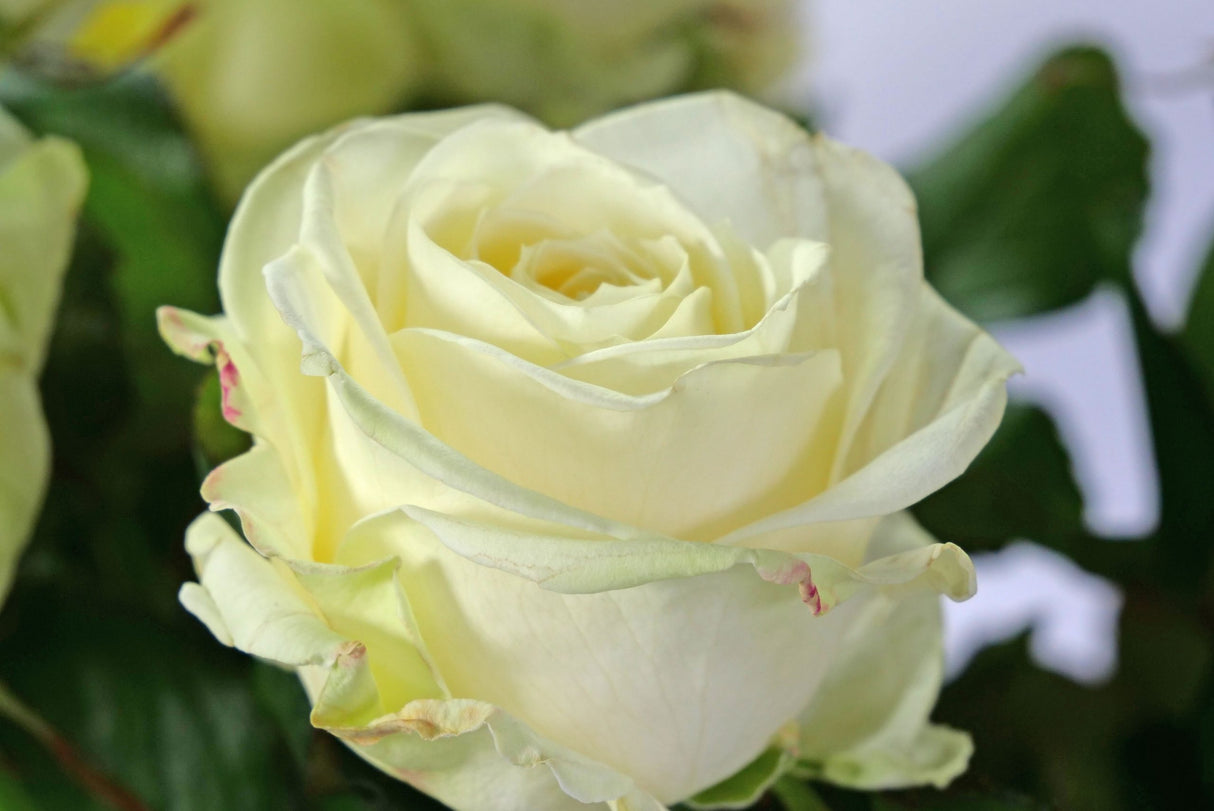 Trandafiri Butasi Teahibrizi - Avalanche - 1 buc