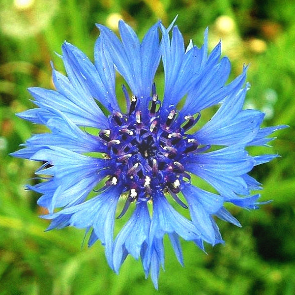 Seminte de Albastrele