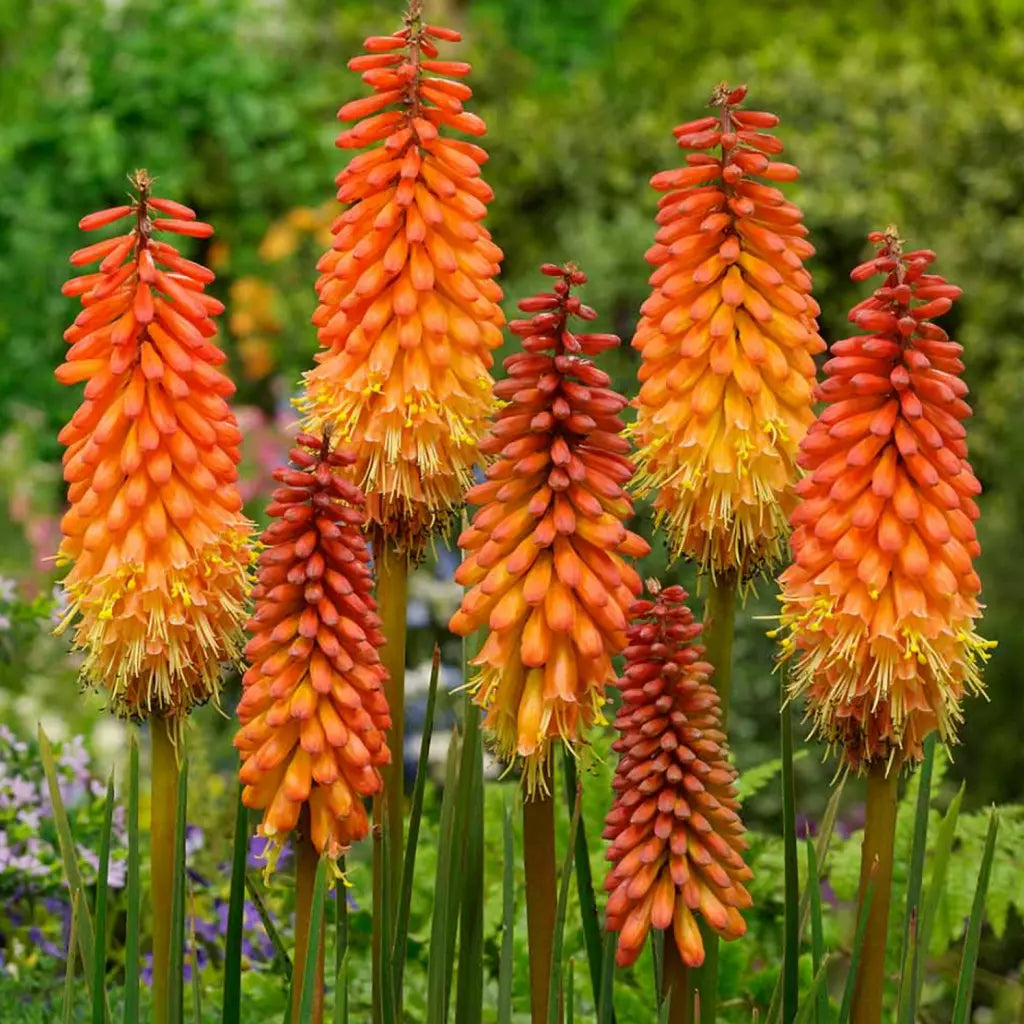 Bulbi de Kniphofia "Alcazar", Crinul Faclie, 1 Bucata la ghiveci