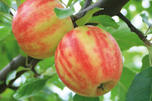 Pomi Fructiferi - Mar - Karneval - Anul 2 - 1 buc