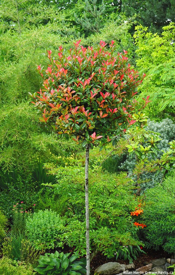 Photinia Fraseri Robusta Compacta, la Ghiveci de 18L, 60-75cm
