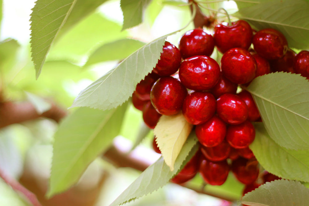 Pomi Fructiferi - Cires - Summit - Anul 2 - 1 buc