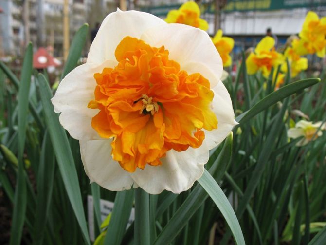 Bulbi Narcise - Amadeus Mozart - 2 buc