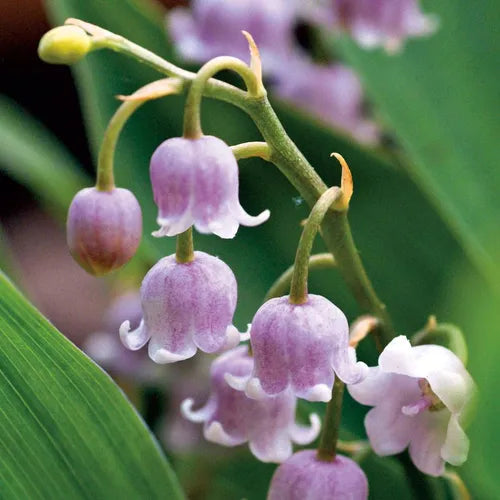 Bulbi Lacramioare - Rosea Convallaria - Roz - 1 buc - Ghiveci