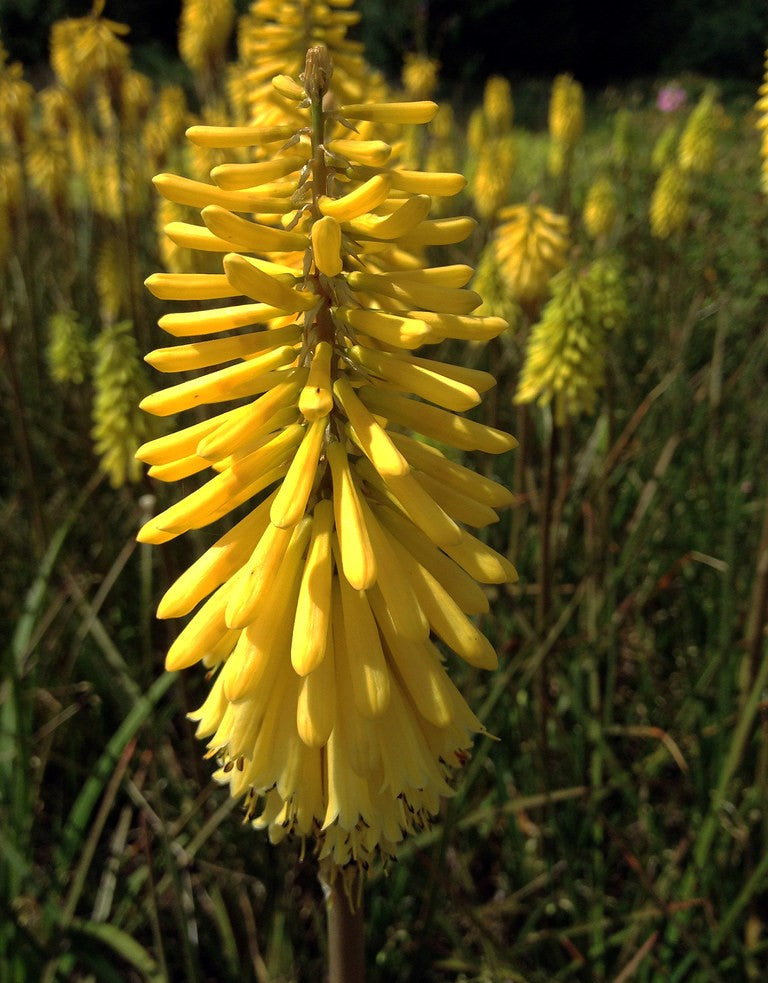 Plante Ornamentale - Bulbi de Kniphofia Sunningdale Yellow Crin Faclie
