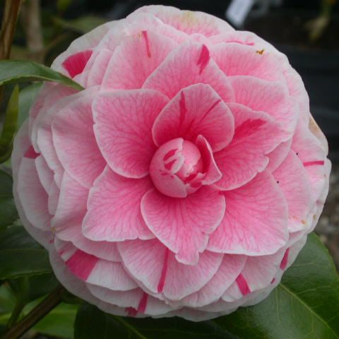 Plante Ornamentale - Camellia - Japonica Bonomiana - Ghiveci