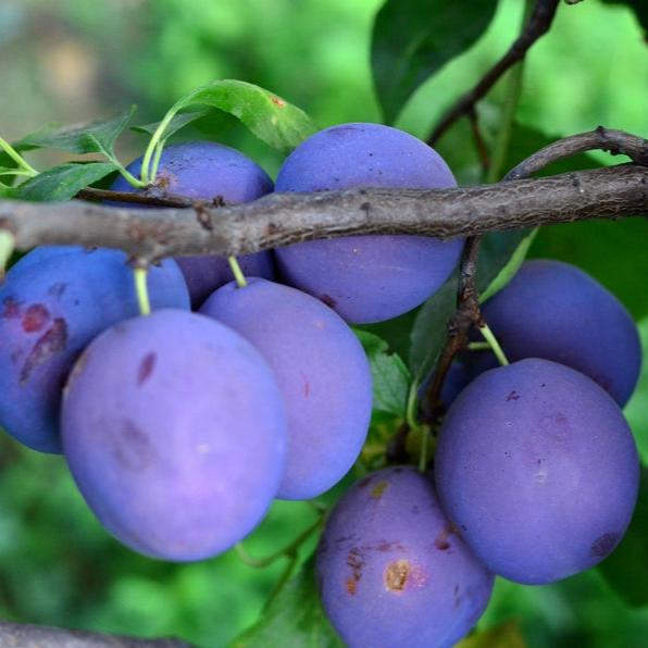 Pomi Fructiferi - Prun Silvia - Anul 2 - 1 buc