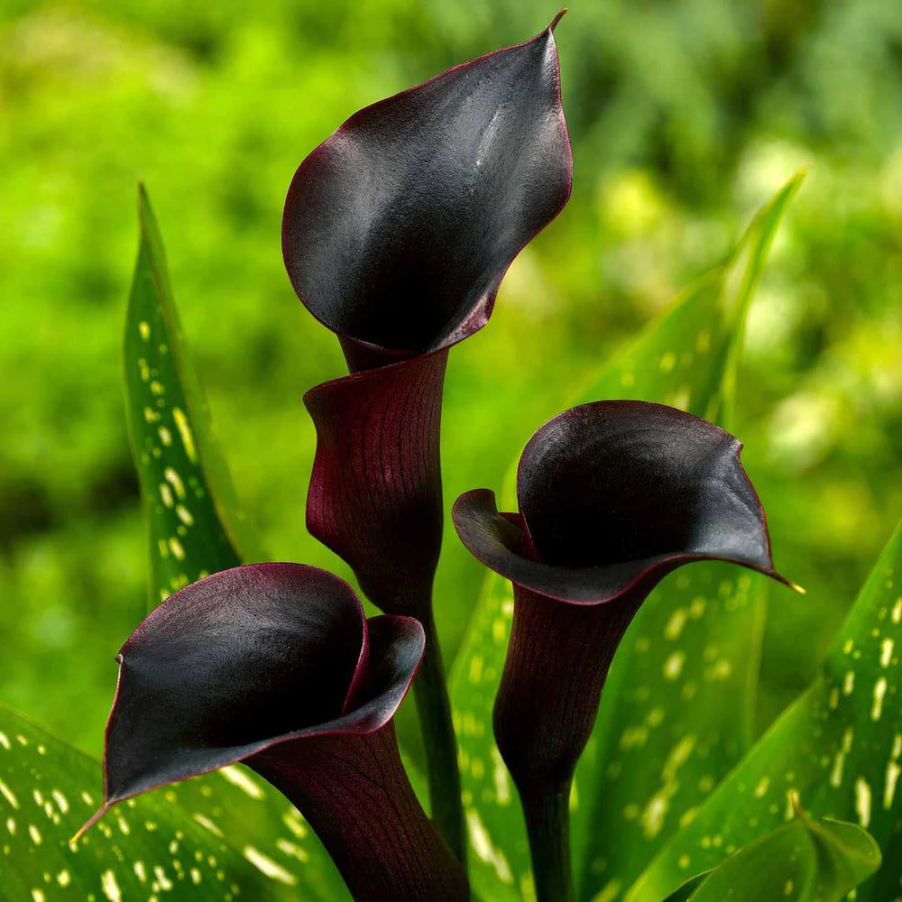 Bulbi de Cala, Black, 1 Bucata