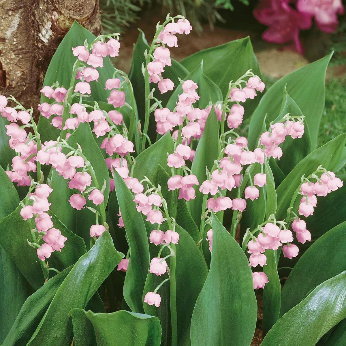 Bulbi Lacramioare - Rosea Convallaria - Roz - 1 buc - Ghiveci