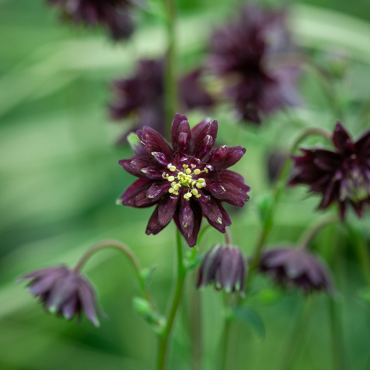 Bulbi de Caldaruse Aquilegia "Black Barlow", 1 Bucata, la ghiveci