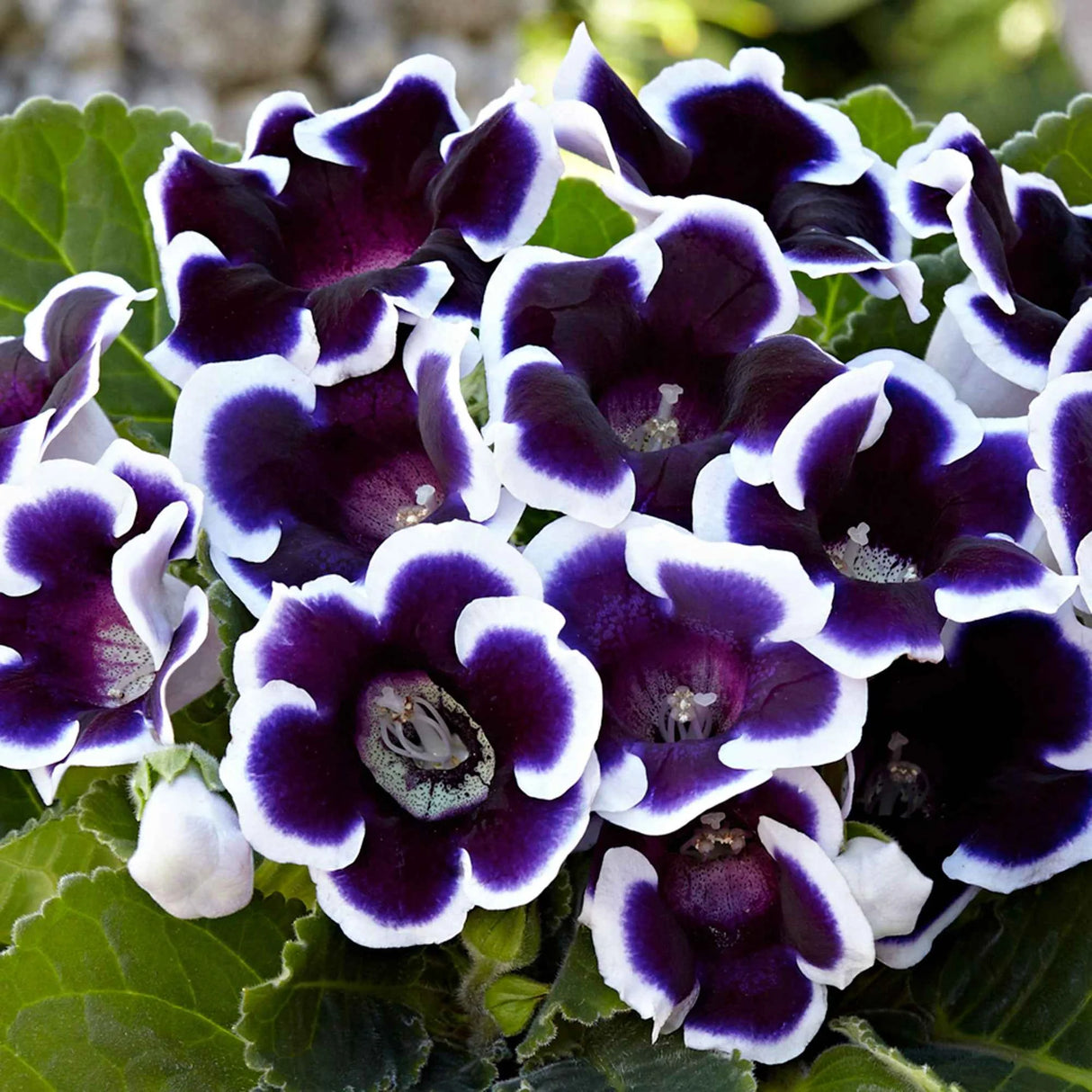 Gloxinia Bulbi - Kaiser Wilhelm - 1 bulbi