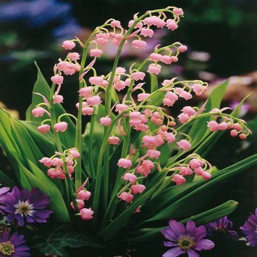 Bulbi Lacramioare - Rosea Convallaria - Roz - 1 buc - Ghiveci