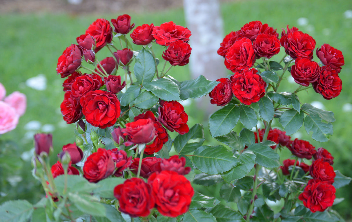 Trandafiri Butasi Teahibrizi - Lavaglut - 1 buc