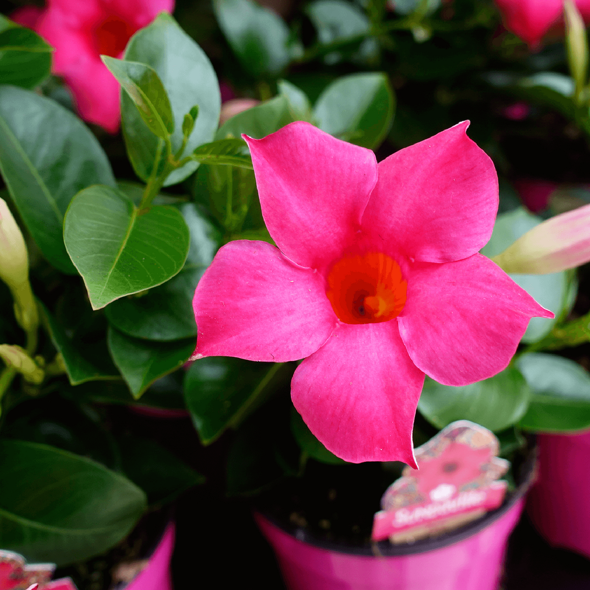 Plante Ornamentale - Dipladenia Roz - Ghiveci - 1 buc