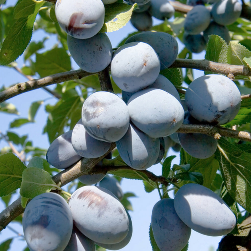 Pomi Fructiferi - Prun - Bluefree - Anul 2 - 1 buc