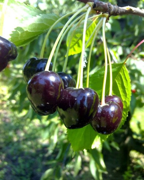 Pomi Fructiferi - Cires - Negre de Bistrita - Anul 3 - 1 buc