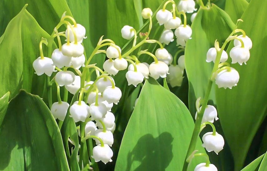 Bulbi Lacramioare - Alb - 1 buc - Ghiveci