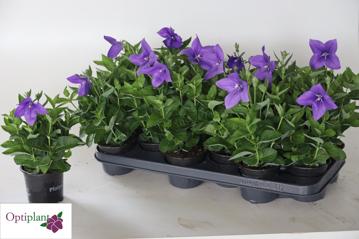 Floarea Balon "Platycodon Fuji Blue", Albastra, la ghiveci