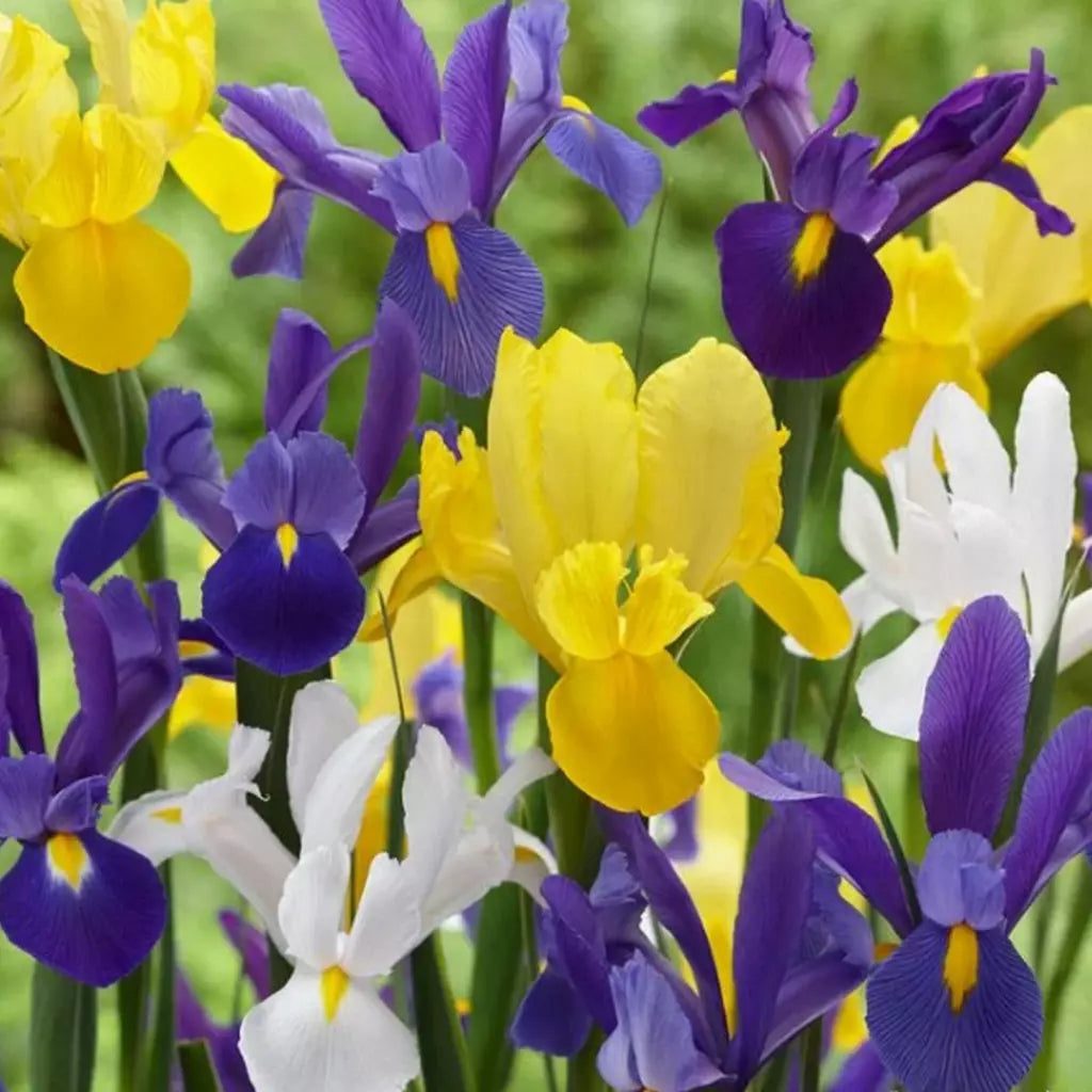Bulbi Iris Mixt - 3 buc