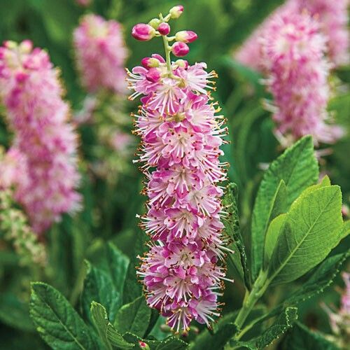 Plante Ornamentale - Dulceata de Vara - Clethra Alnifolia Pink