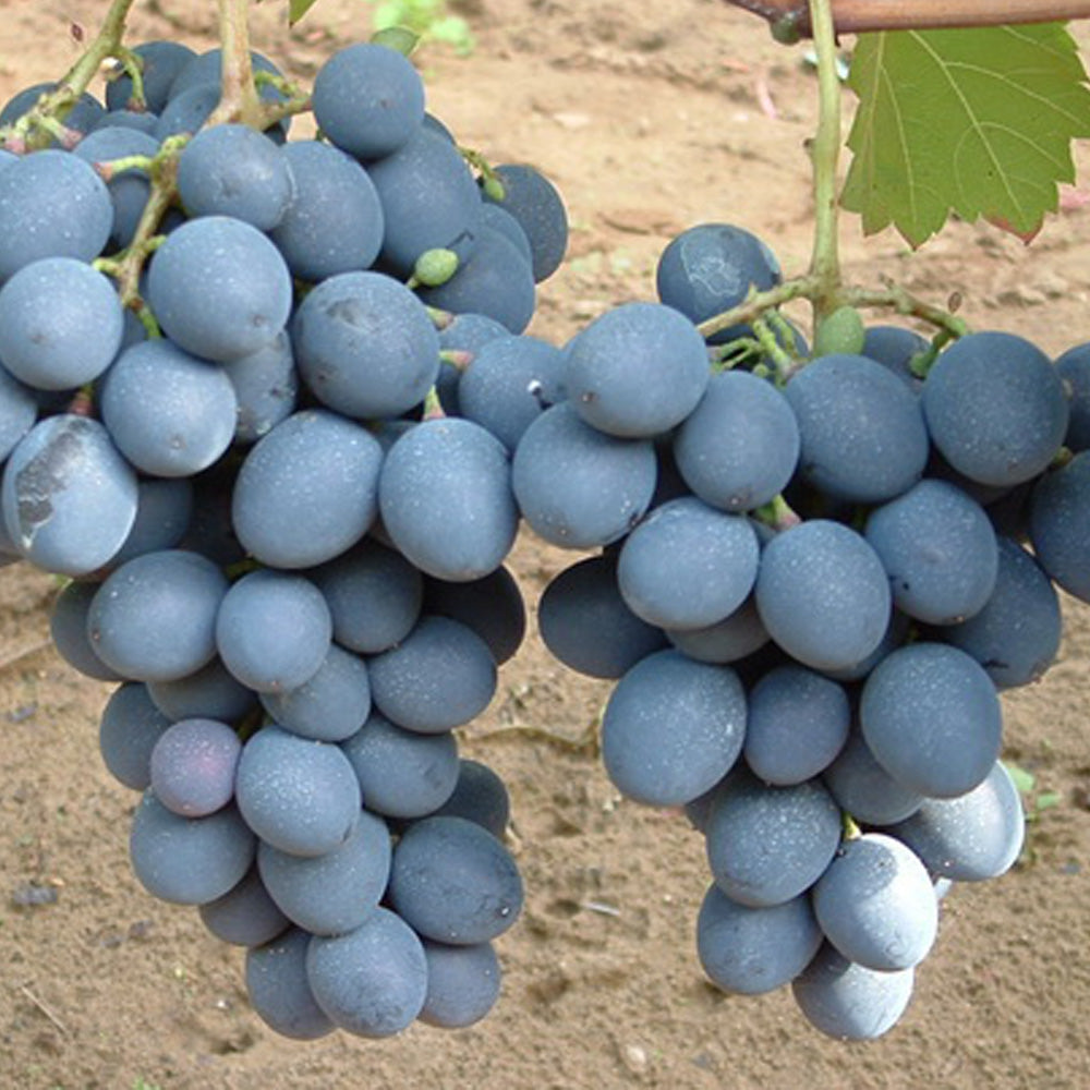 Vita de Vie de Masa "Moldova", la Ghiveci