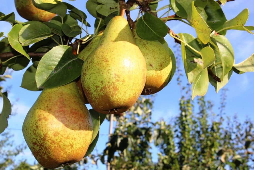 Pomi Fructiferi - Par - Novembra - Anul 2 - 1 buc