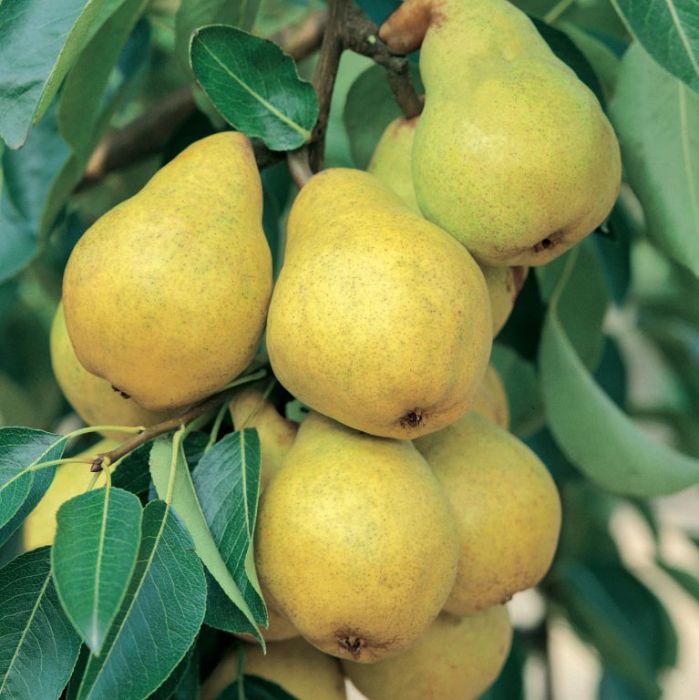 Pomi Fructiferi - Par - Williams - Alb - Anul 2 - 1 buc