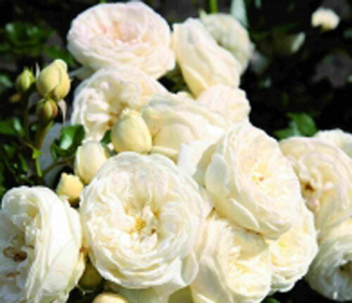 Trandafiri Butasi Teahibrizi - Artemis - 1 buc