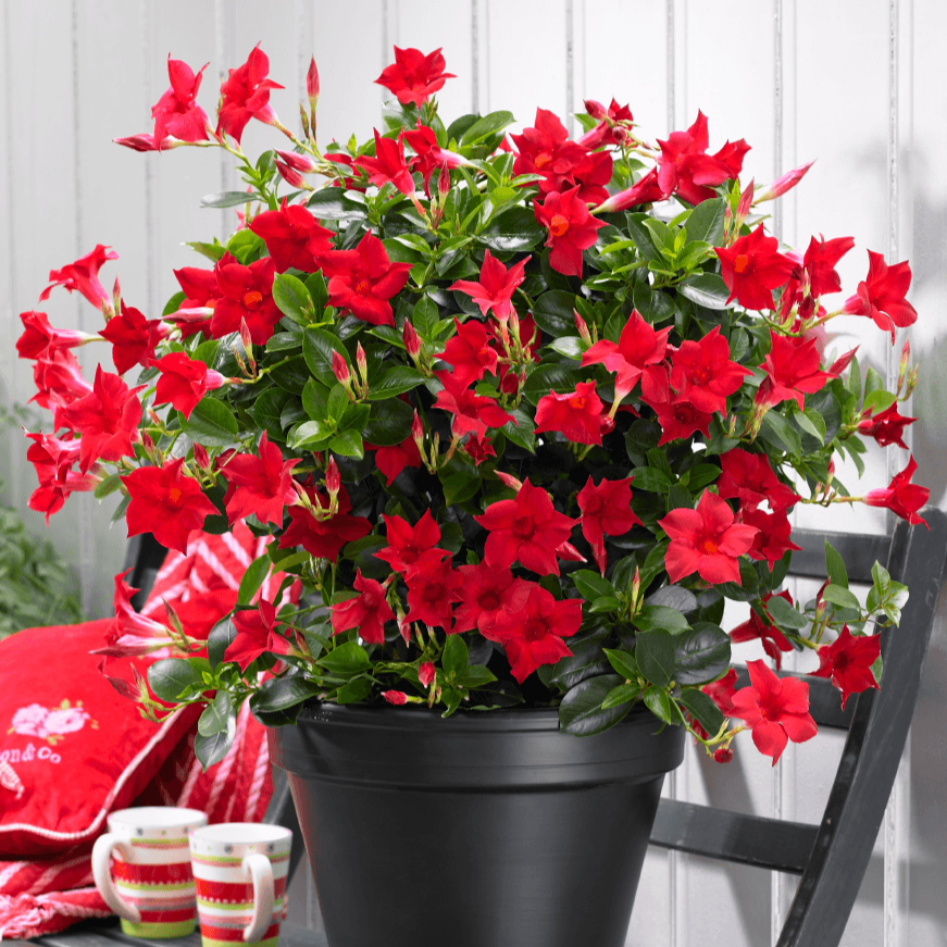 Plante Ornamentale - Dipladenia Rosie - Ghiveci - 1 buc