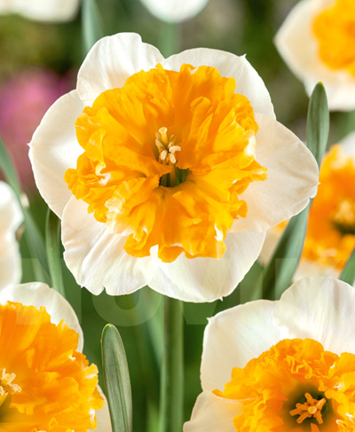 Bulbi Narcise - Amadeus Mozart - 2 buc