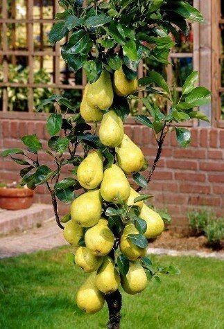 Pomi Fructiferi - Par de Toamna Columnar - Ghiveci - 1 buc