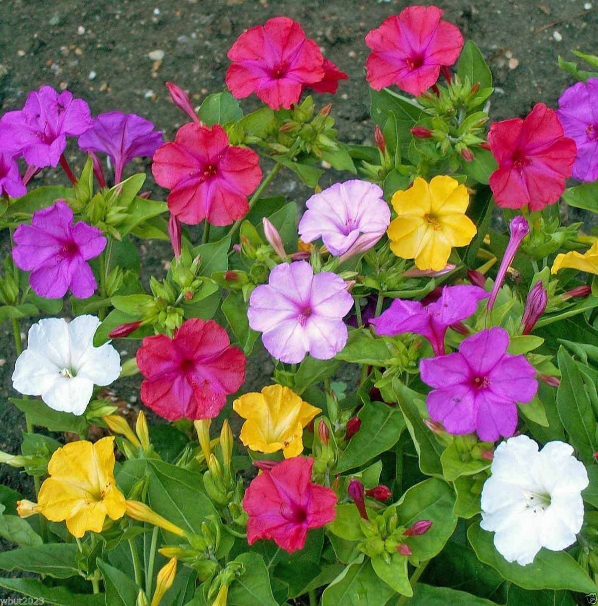Plante Ornamentale - Mirabilis - Perennial Jalapa - Mixt - 3 Ghivece