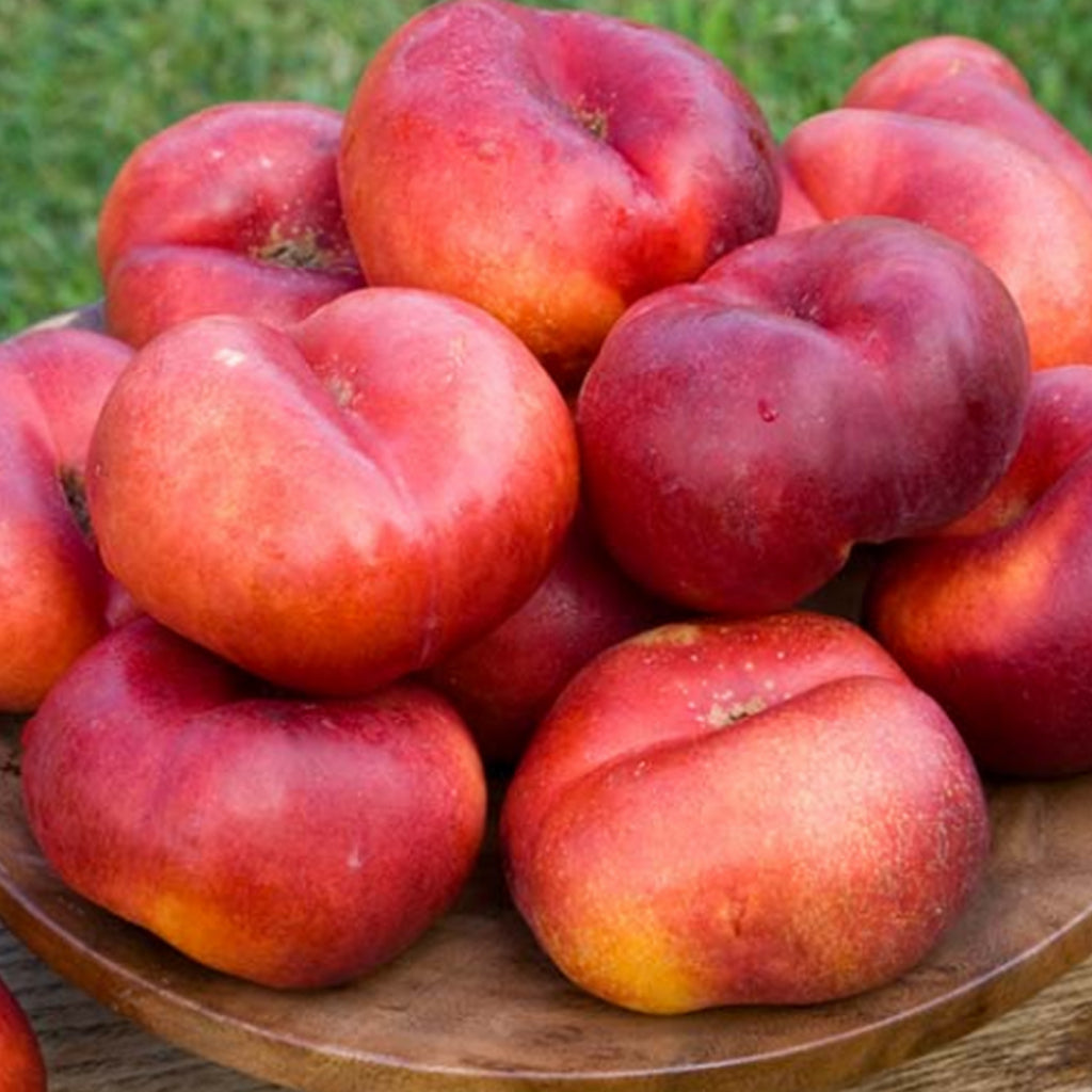 Pomi Fructiferi - Nectarin - Fruct Plat - Anul 3 - 1 buc