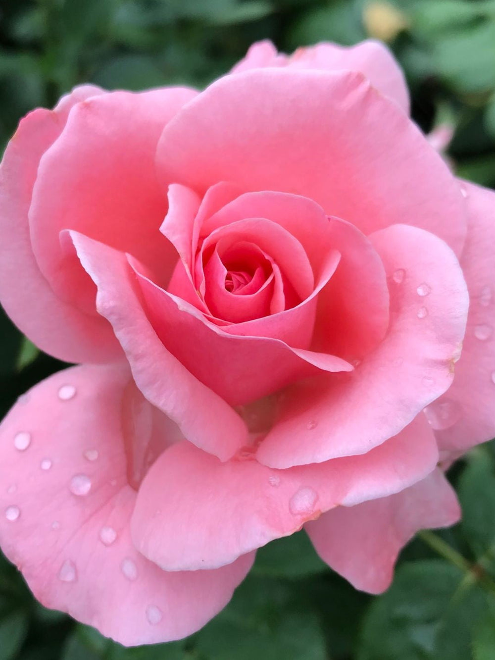 Trandafiri Butasi Teahibrizi - Aqua - 1 buc