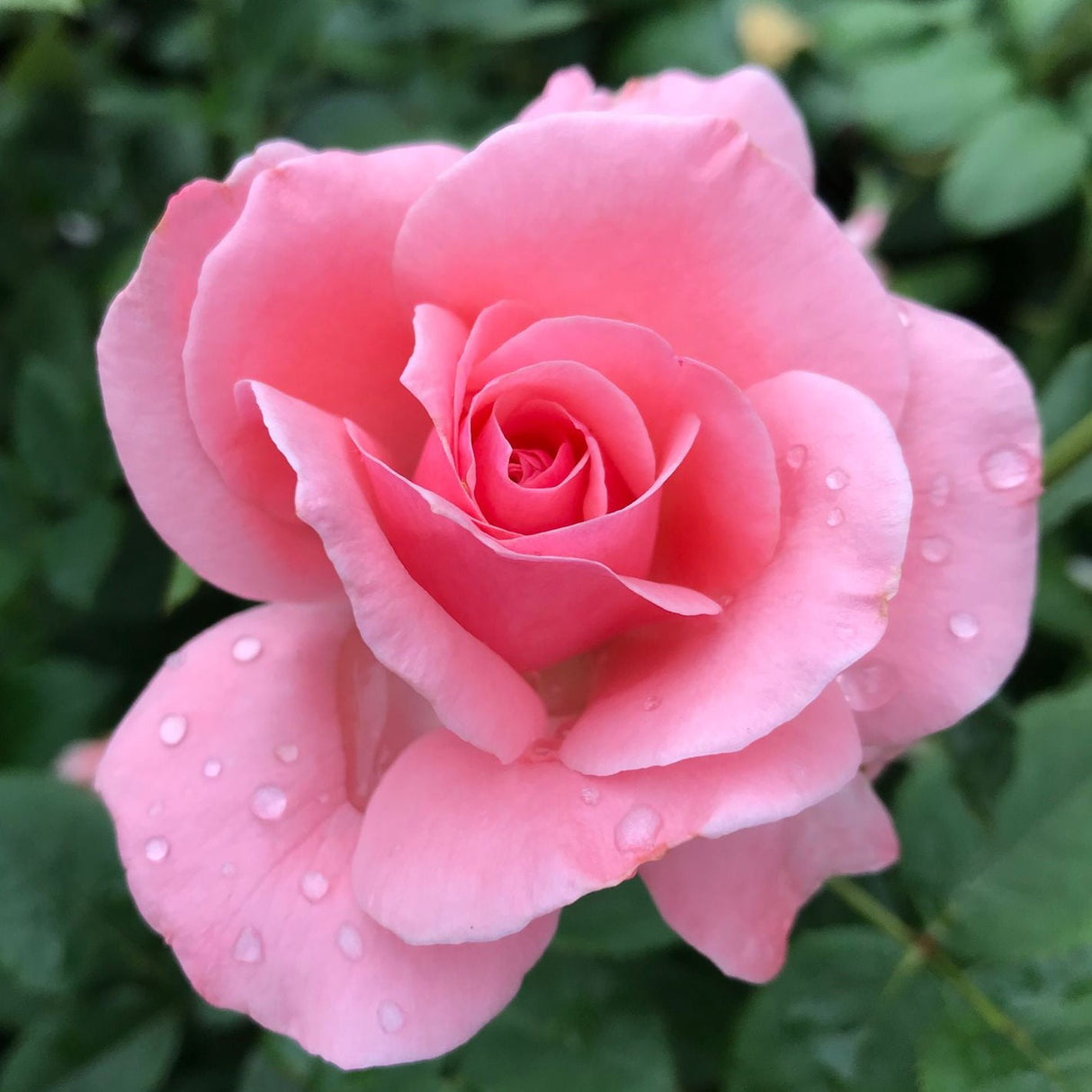 Trandafiri Butasi Teahibrizi - Aqua - 1 buc