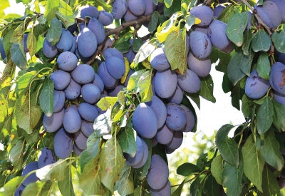 Pomi Fructiferi - Prun Vanat de Italia - Anul 2 - 1 buc