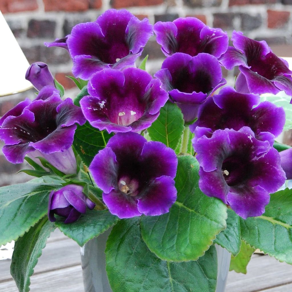 Gloxinia Bulbi - Prins Albert - 1 buc