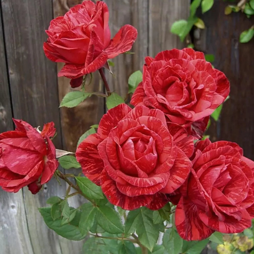 Trandafiri Butasi Teahibrizi - Red Intuition - 1 buc