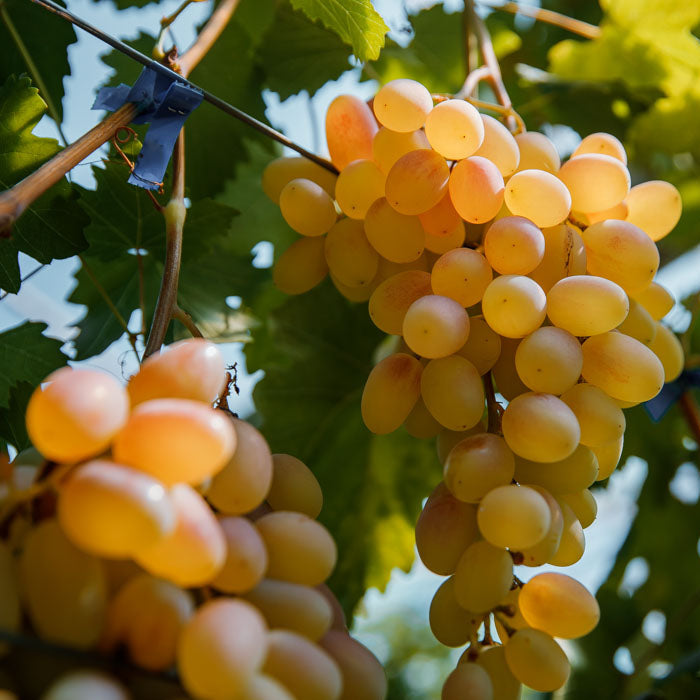 Vita de Vie de Masa "Prezentabil", la Ghiveci