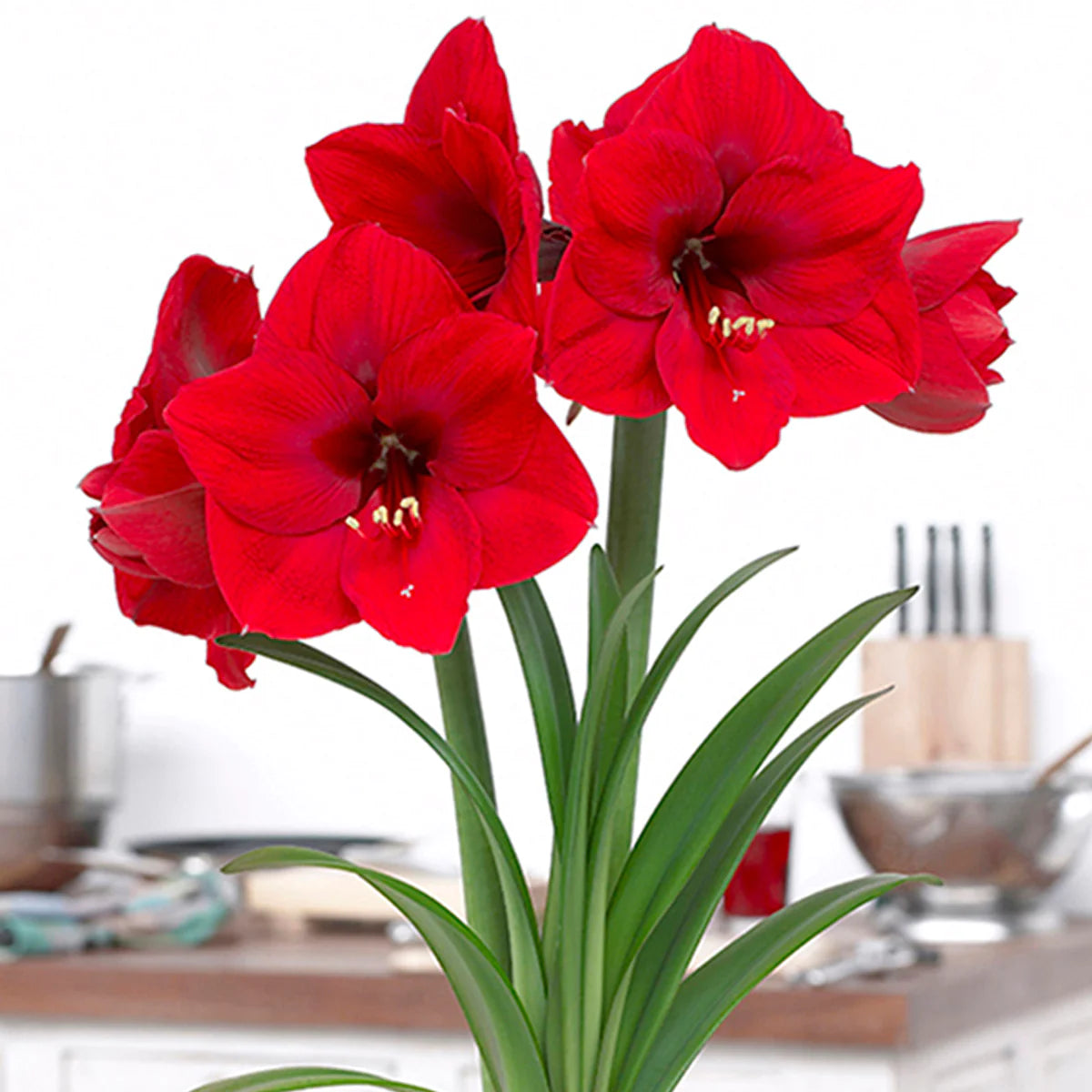 Bulbi Amarillys - Pachet Promotional Mixt - 15 buc