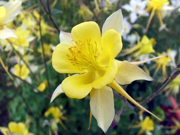 Bulbi de Caldaruse, Galbene, 1 Bucata, la ghiveci