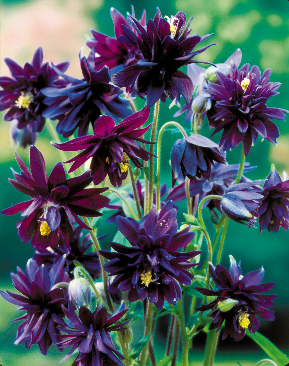 Bulbi de Caldaruse Aquilegia "Vulgaris Black Barlow", 1 Bucata, la ghiveci