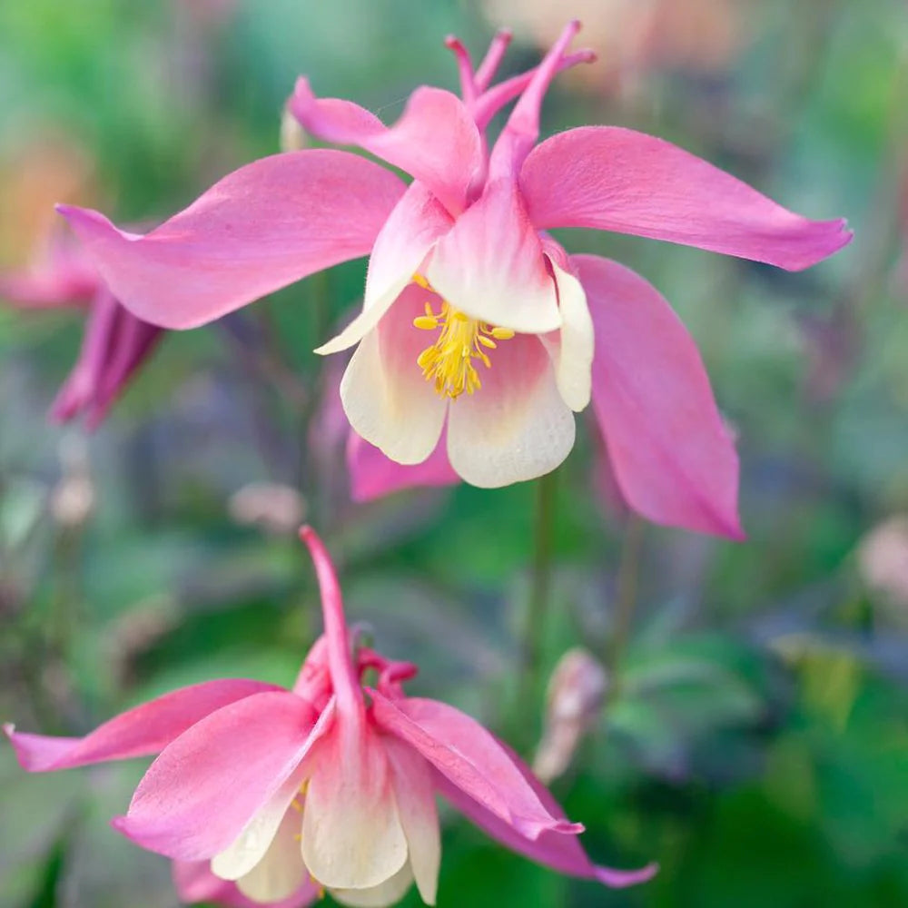 Bulbi de Caldaruse Aquilegia "Spring Magic Rose Ivory", 1 Bucata, la ghiveci