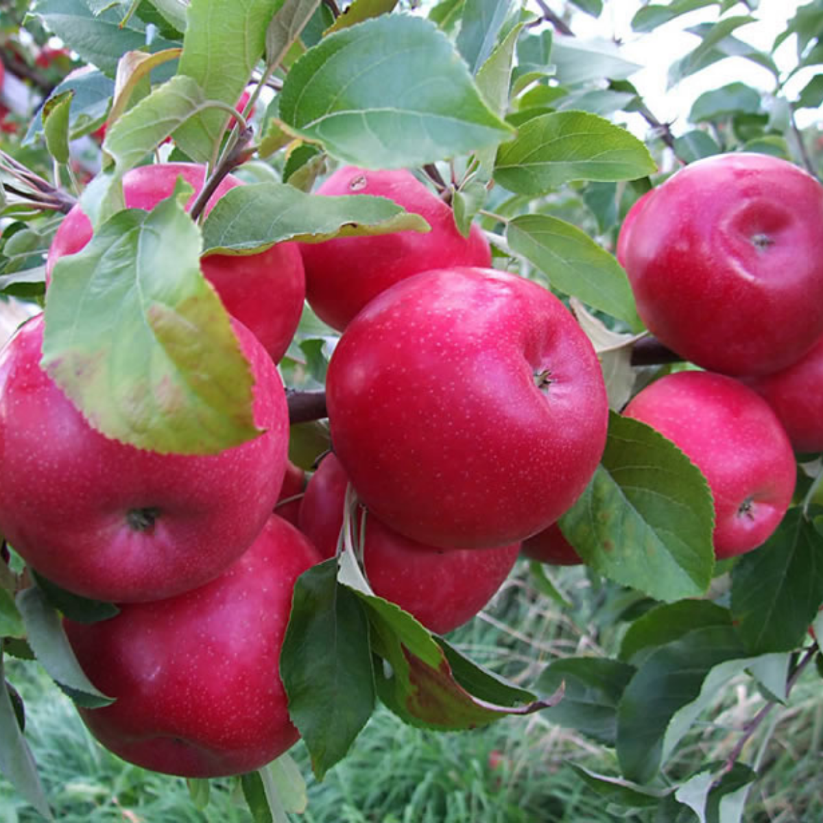 Pomi Fructiferi - Mar - Idared - Anul 2 - 1 buc