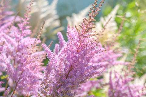 Bulbi Astilbe - Pumila - Roz Deschis - 1 buc - Ghiveci