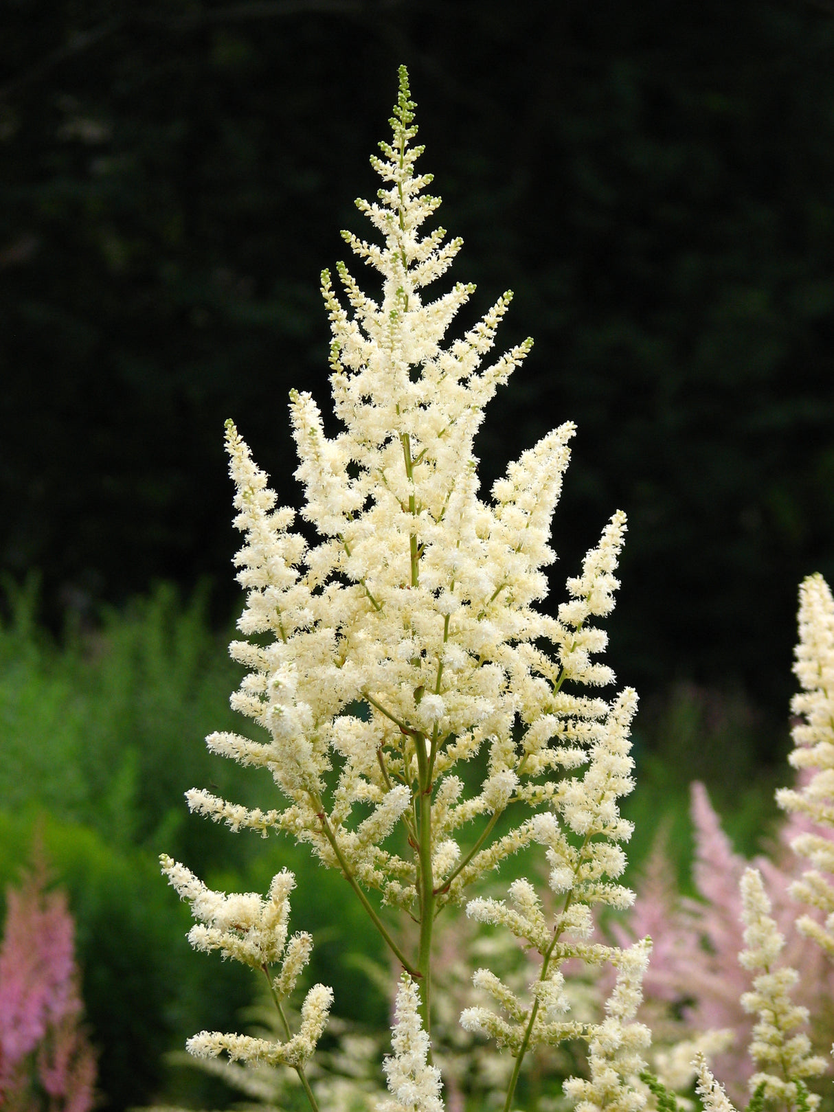 Bulbi Astilbe - Diamant - Alb - 1 buc - Ghiveci