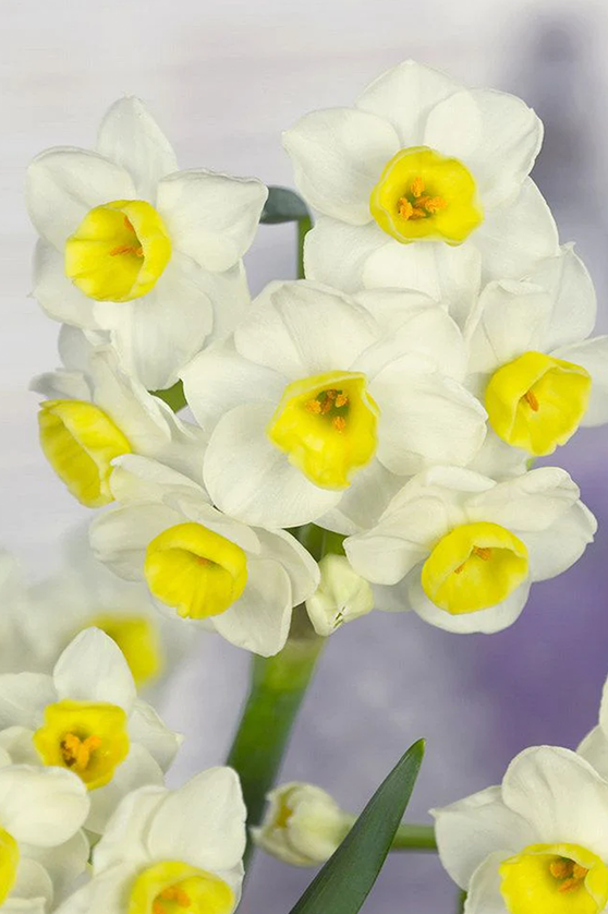 Bulbi Narcise - Pachet Promotional Mixt - 10 buc